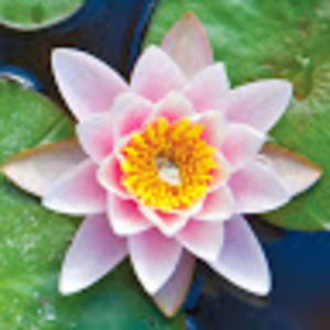 Meet your Posher, Starr